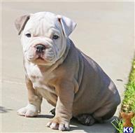american pit bull puppy posted by Exotic Bully
